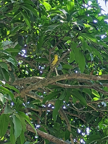 Common Iora