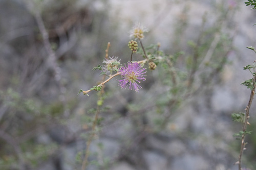 Emory's Mimosa