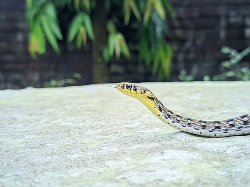 Buff Striped Keelback