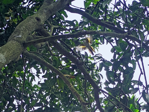 Small Minivet
