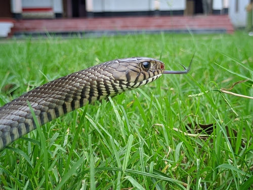 Oriental Rat Snake