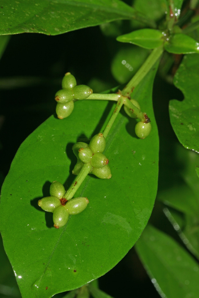 Chacruna (Psychotria viridis)  iNaturalist