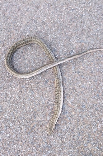 Steppe Ratsnake