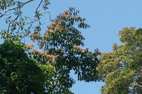 Bolaina (Guazuma crinita)