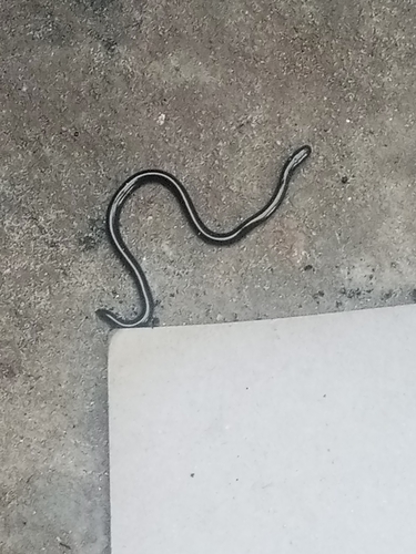 Brahminy Blindsnake