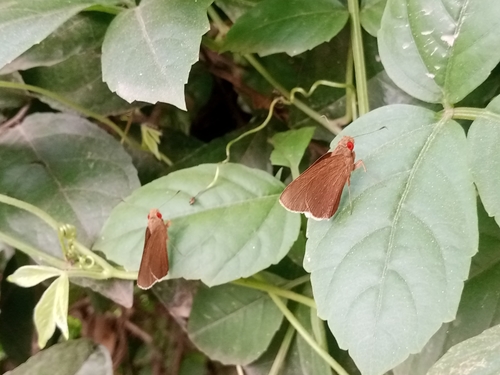 Common Redeye