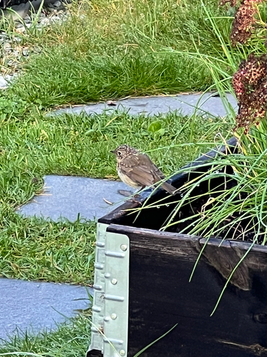 European Robin