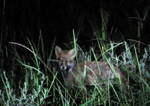 Red Fox