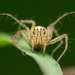 Grass Lynx Spiders - Photo (c) Diego Mendez, all rights reserved, uploaded by Diego Mendez