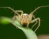Grass Lynx Spiders - Photo (c) Diego Mendez, all rights reserved, uploaded by Diego Mendez