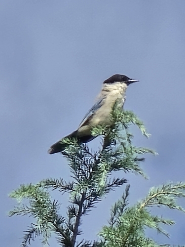 Azure-winged Magpie