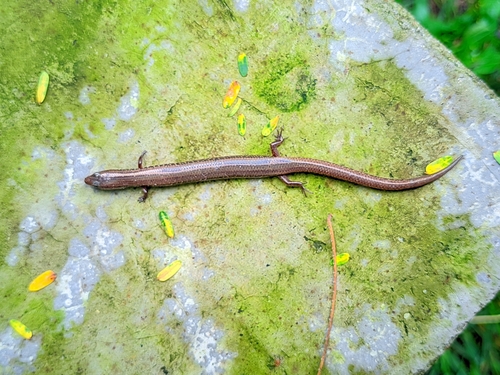 White-spotted Supple Skink