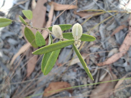 Hovea arnhemica