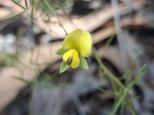 Gompholobium subulatum