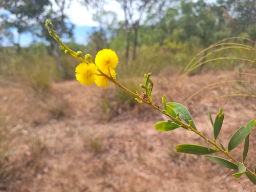 Acacia producta