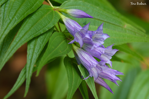 Gentiana asclepiadea