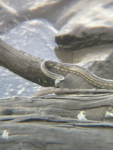 Coastal Carpet Python sighting