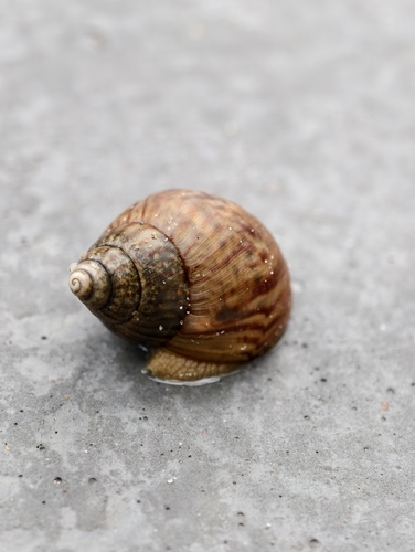 Giant Blonde Snail
