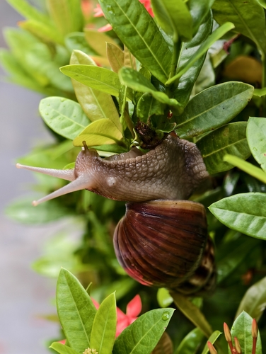African Giant Snail