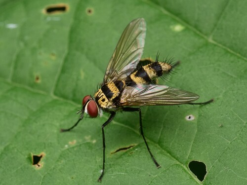 Trigonospila ludio