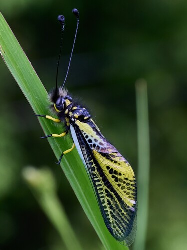 Libelloides ramburi