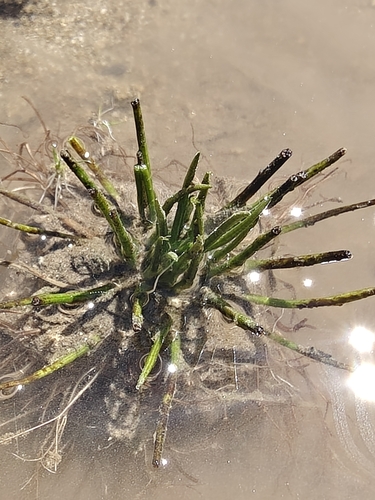 Pirin Quillwort (Isoetes pirinica)