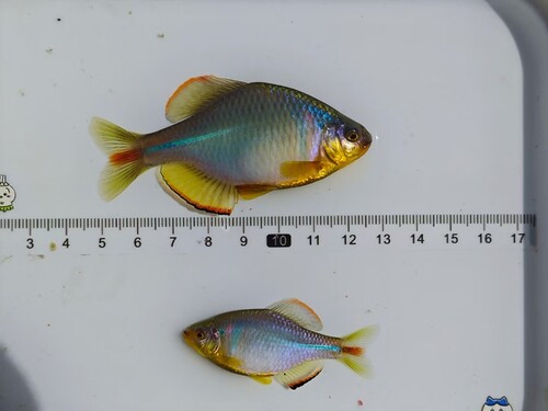 Rhodeus sinensis