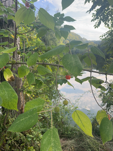 Paper mulberry