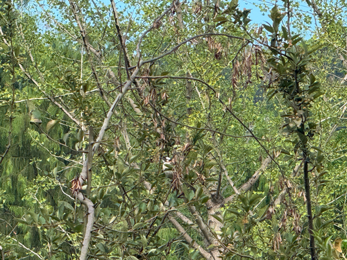 Light-vented Bulbul