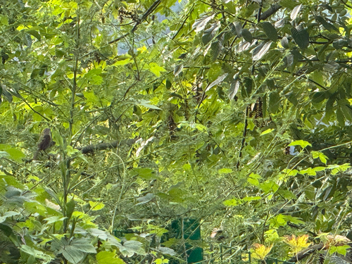 Vinous-throated Parrotbill
