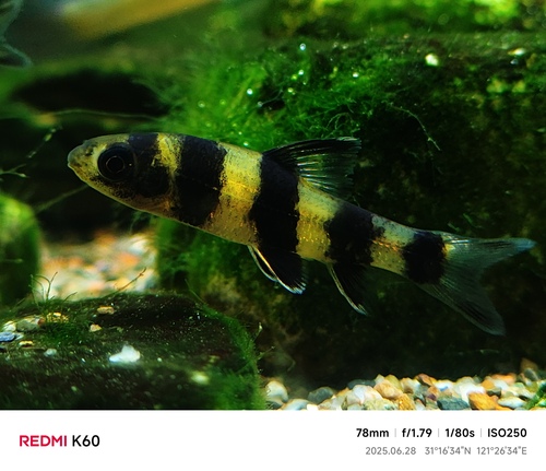 Chinese Lake Gudgeon