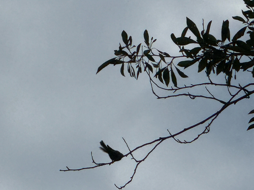 Silver-throated Tit