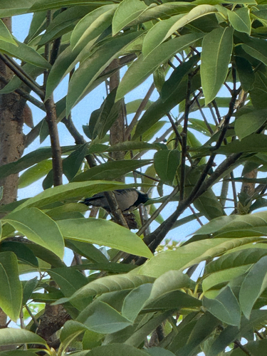 Asian Tit