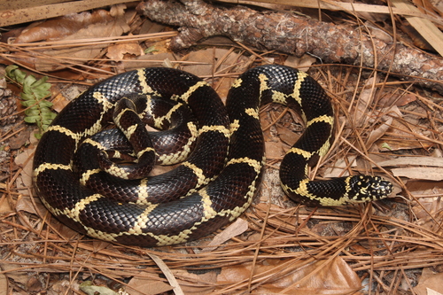 Eastern Kingsnake