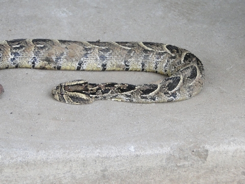 Puff Adder