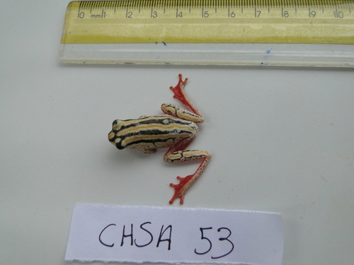 Painted Reed Frog