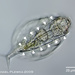 Lepadella rhomboides - Photo (c) plingfactory, כל הזכויות שמורות