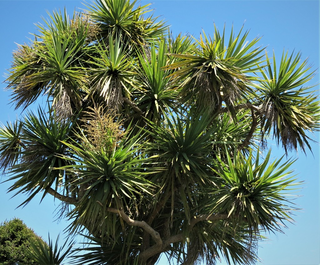New Zealand cabbage tree from Hokitika, New Zealand on November 15