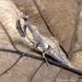 Asian Twig Mantis - Photo (c) Leonard Worthington, all rights reserved, uploaded by Leonard Worthington