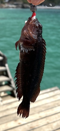 Labrisomus nuchipinnis