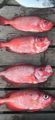 Priacanthus arenatus