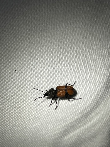Panagaeus sallei