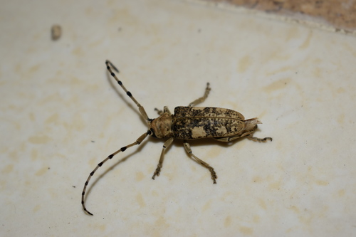 Cremnosterna quadriplagiata