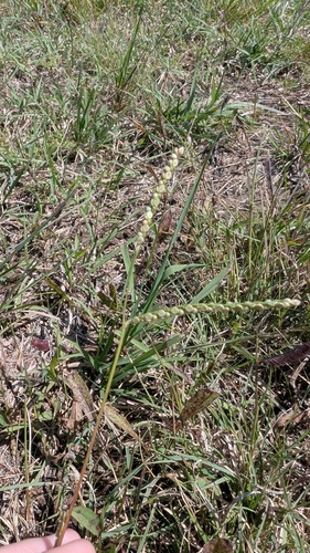 Thin Paspalum
