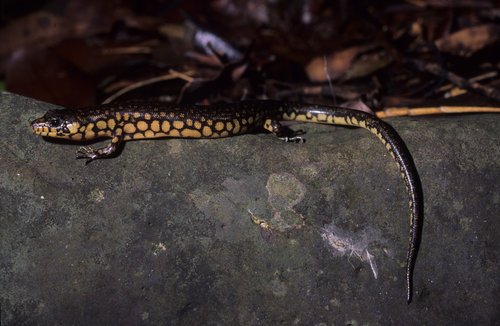 Reticulate Skink
