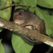 Peruvian Tree Rat - Photo (c) David Beadle, all rights reserved, uploaded by David Beadle