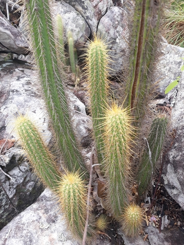 Pilosocereus pusillibaccatus · iNaturalist