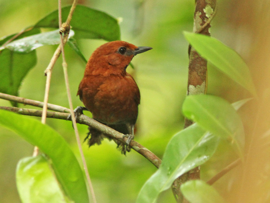 Ruddy Spinetail photo