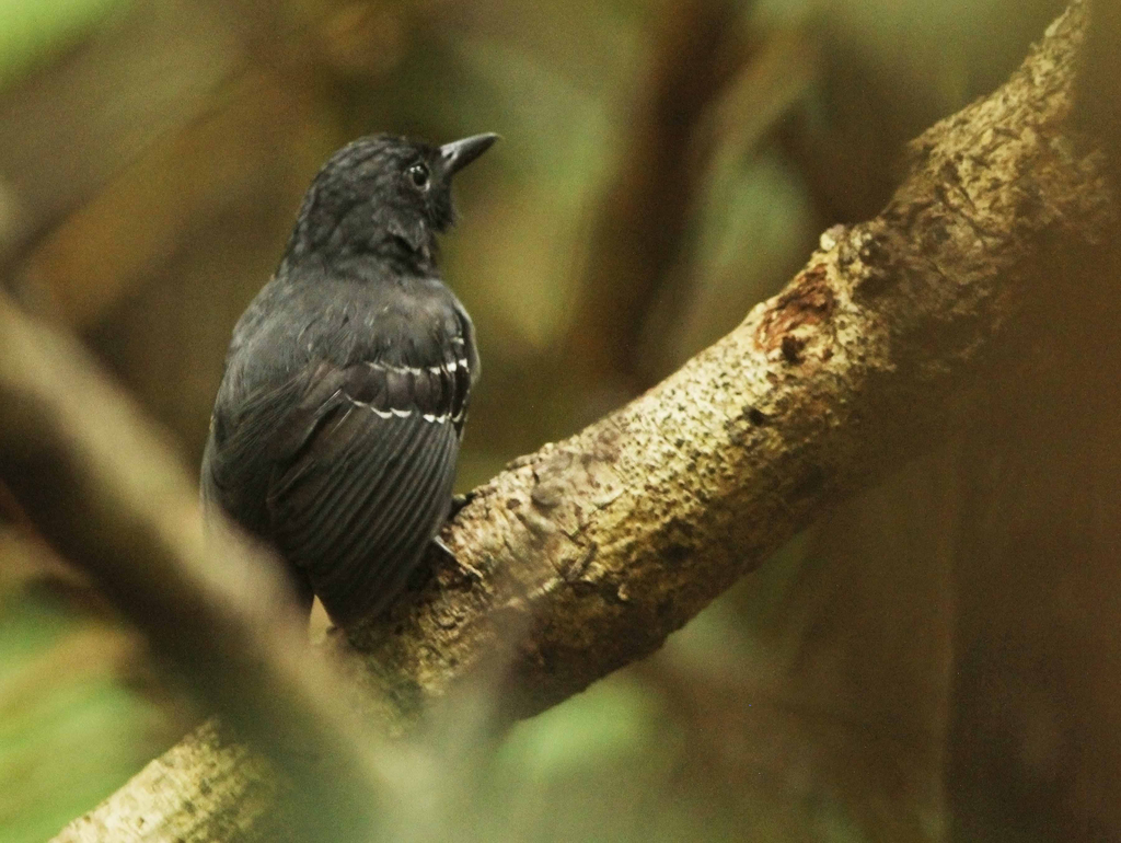 Allpahuayo Antbird photo