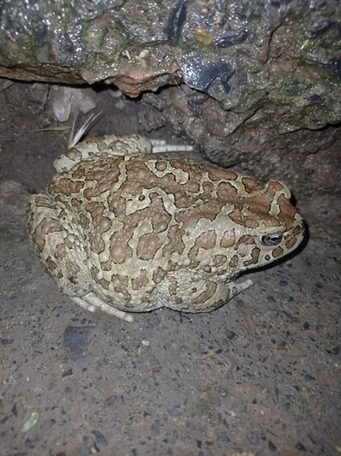 Mauritanian Toad